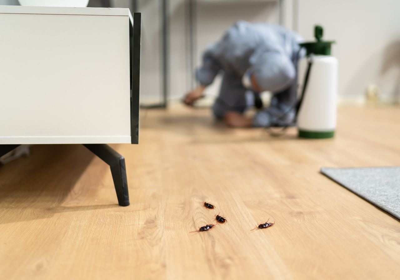 Pest Control in Inala