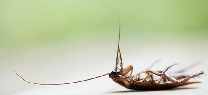 Eco Pest Control Brisbane pest advice and contact