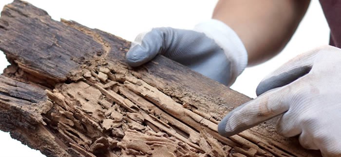 Termite treatment and prevention in Brisbane