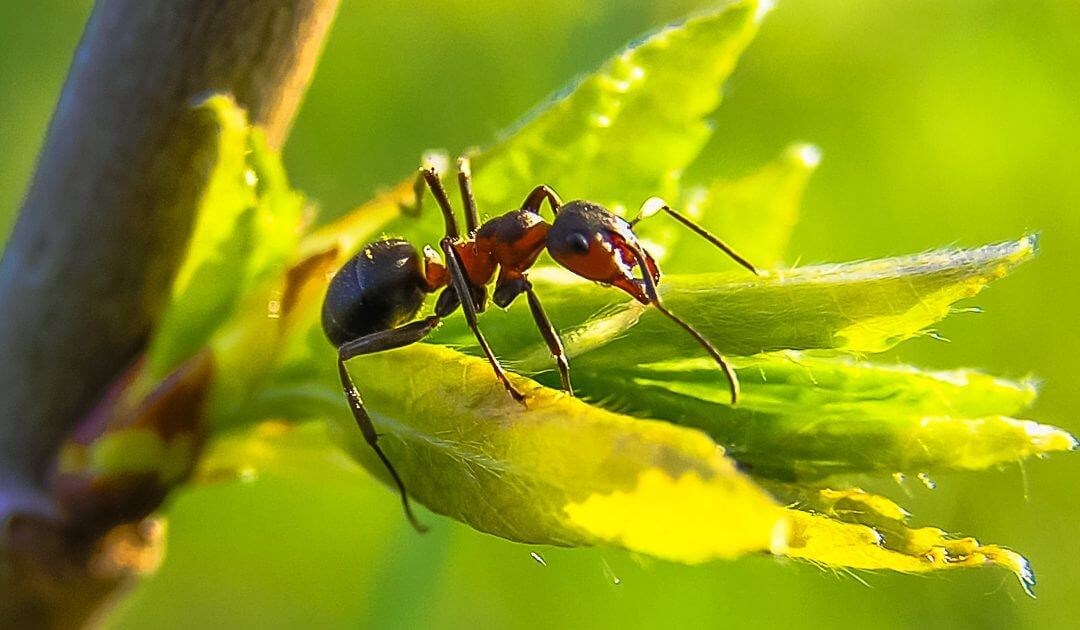 Ant Control service image