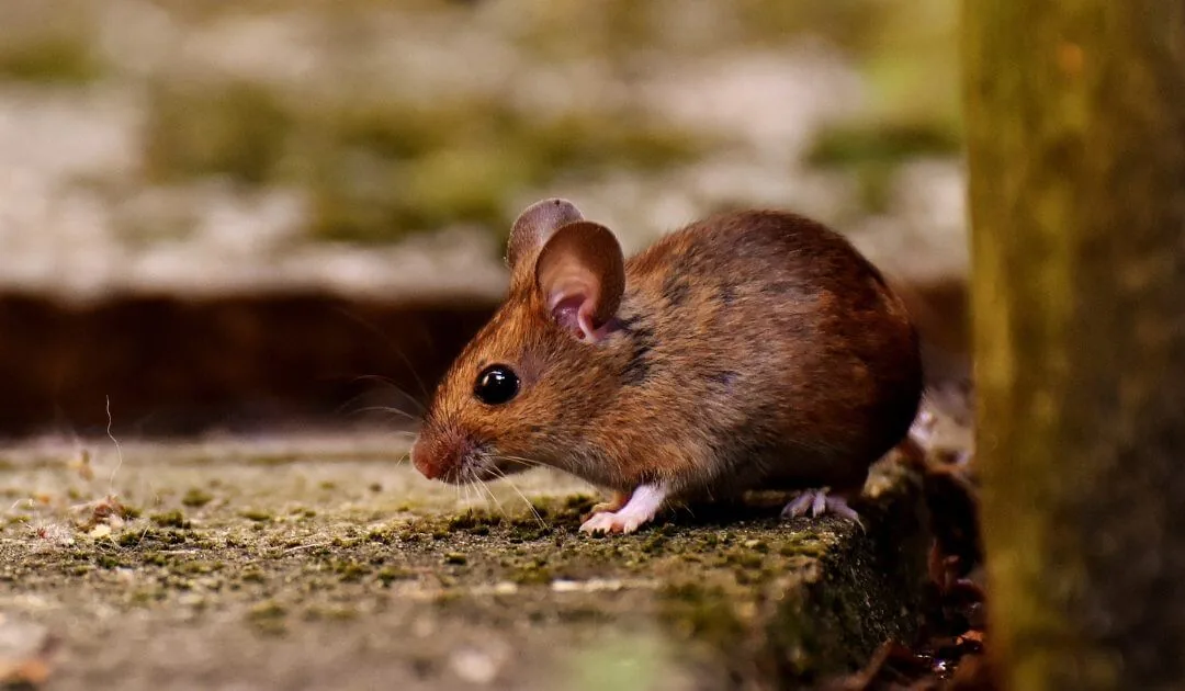 Rodent Control service image