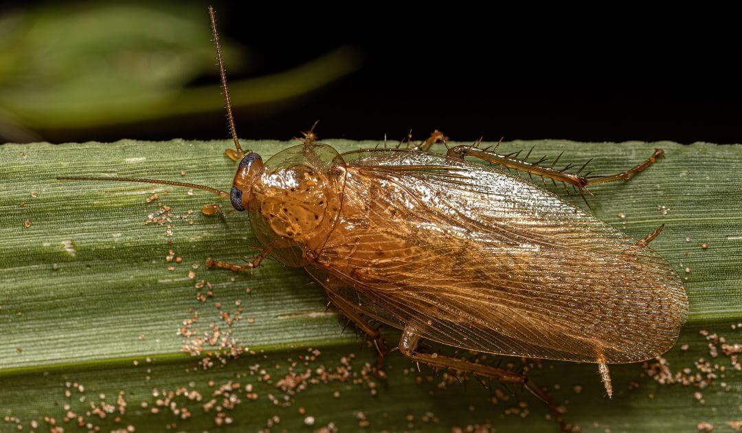 Cockroach Control service image