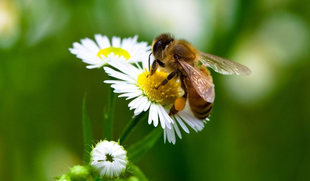 Bee & Wasp Removal service image