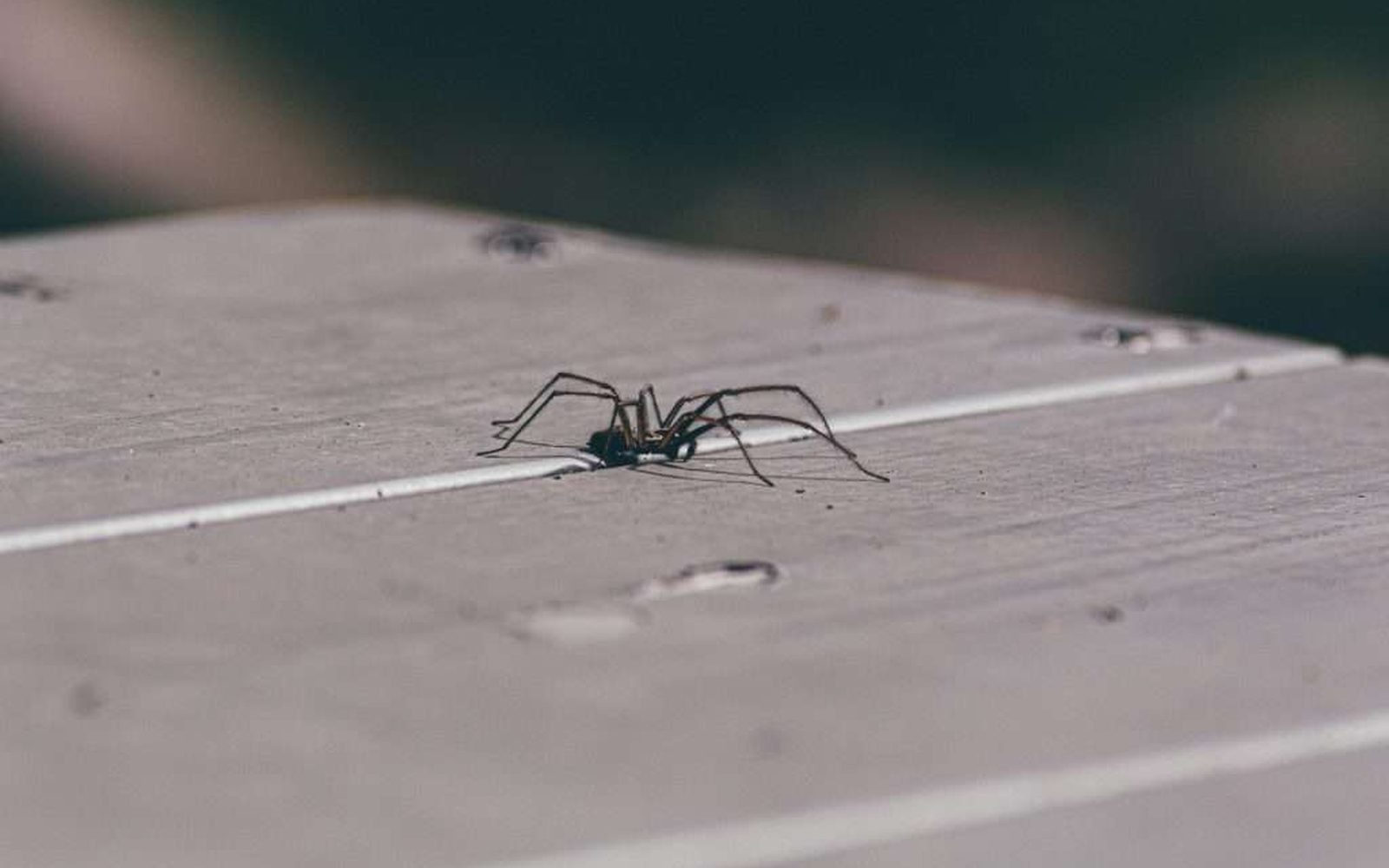 Pest control service on the Gold Coast