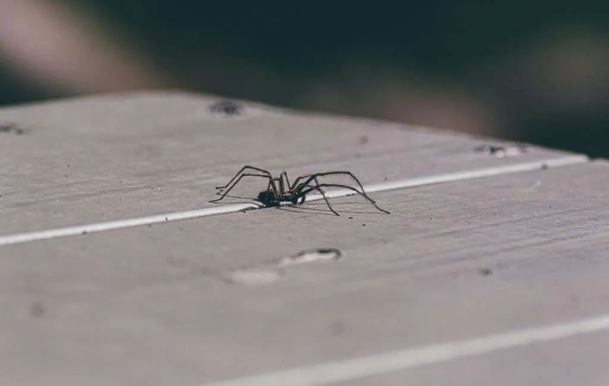 General Pest Control on the Gold Coast