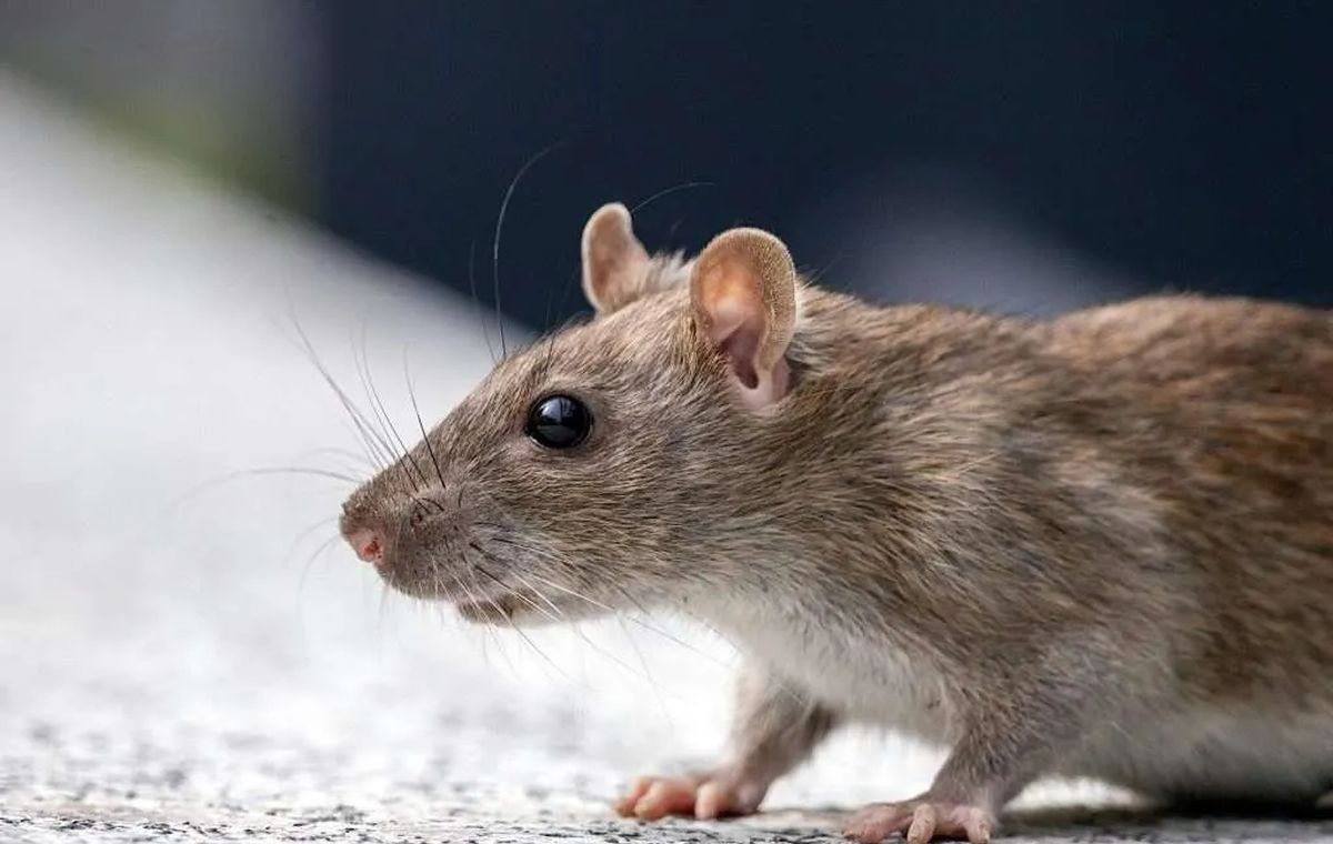 Rodent Control Gold Coast service image
