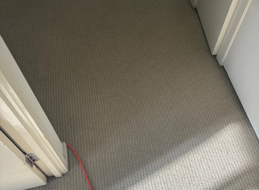 Stain and Odour Removal visual from Elevate Carpet Care