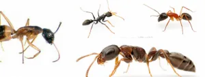 Evolution Carpet Cleaning & Pest Control logo