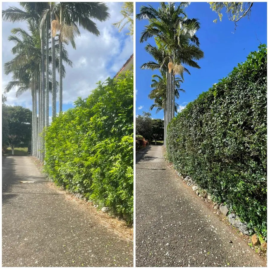 Hedge and garden shaping