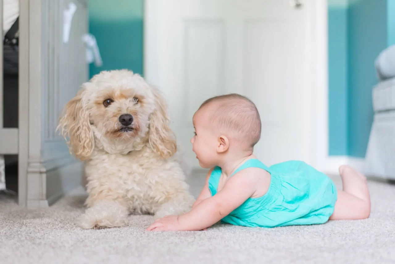 Baby and puppy on freshly steam cleaned carpet