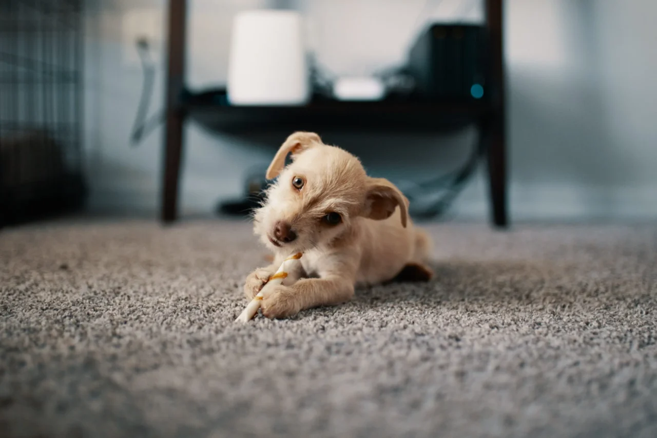Carpet cleaning Redlands