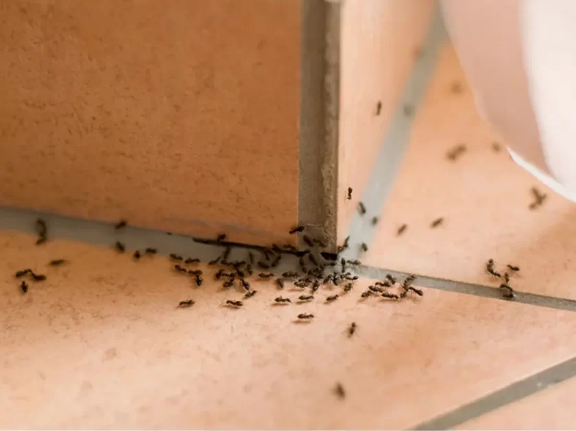 Professional pest control treatment for ants