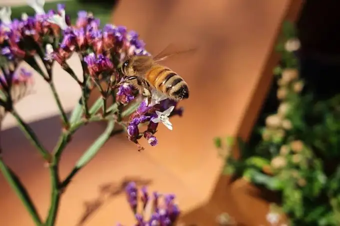 Keperra Garden — a Brisbane garden project by Greater Brisbane Gardens