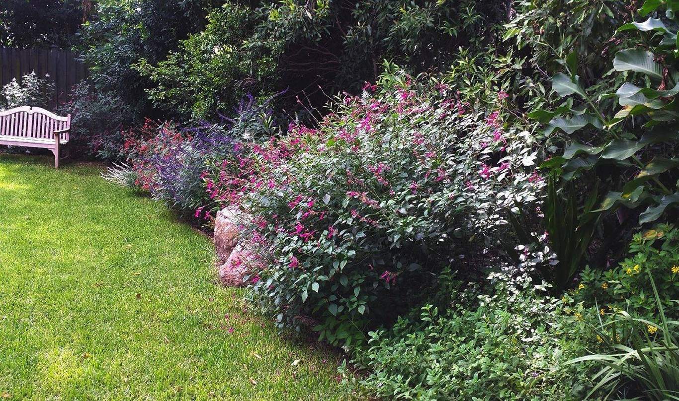 A lush, professionally landscaped Brisbane garden by Greater Brisbane Gardens