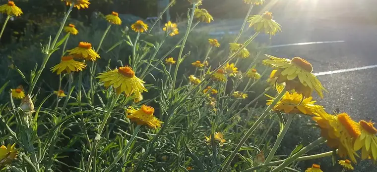 Horticultural Consultancy in Brisbane