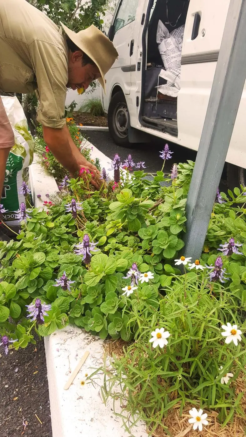 A garden cared for by Alister of Greater Brisbane Gardens