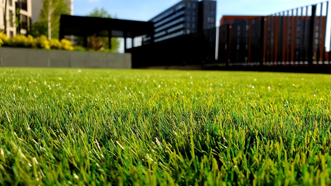 Healthy, even lawn close-up