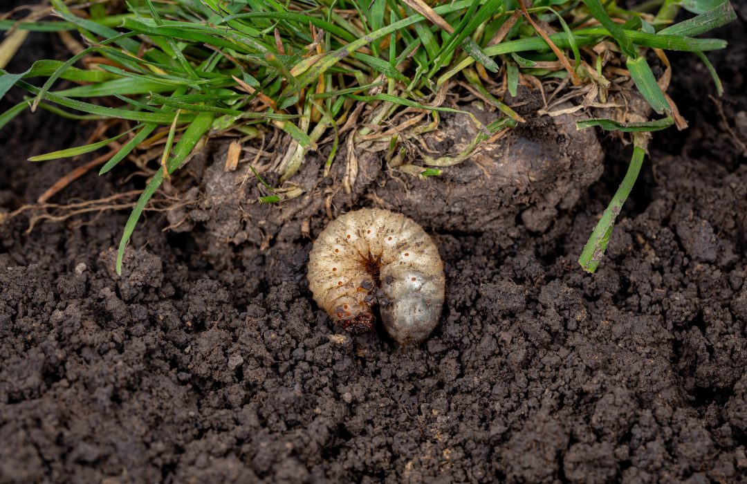 Lawn Disease Control in Sydney — Grow Lawn Care