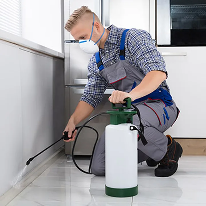 Pest control by Houseproud Carpet Cleaning and Pest Management