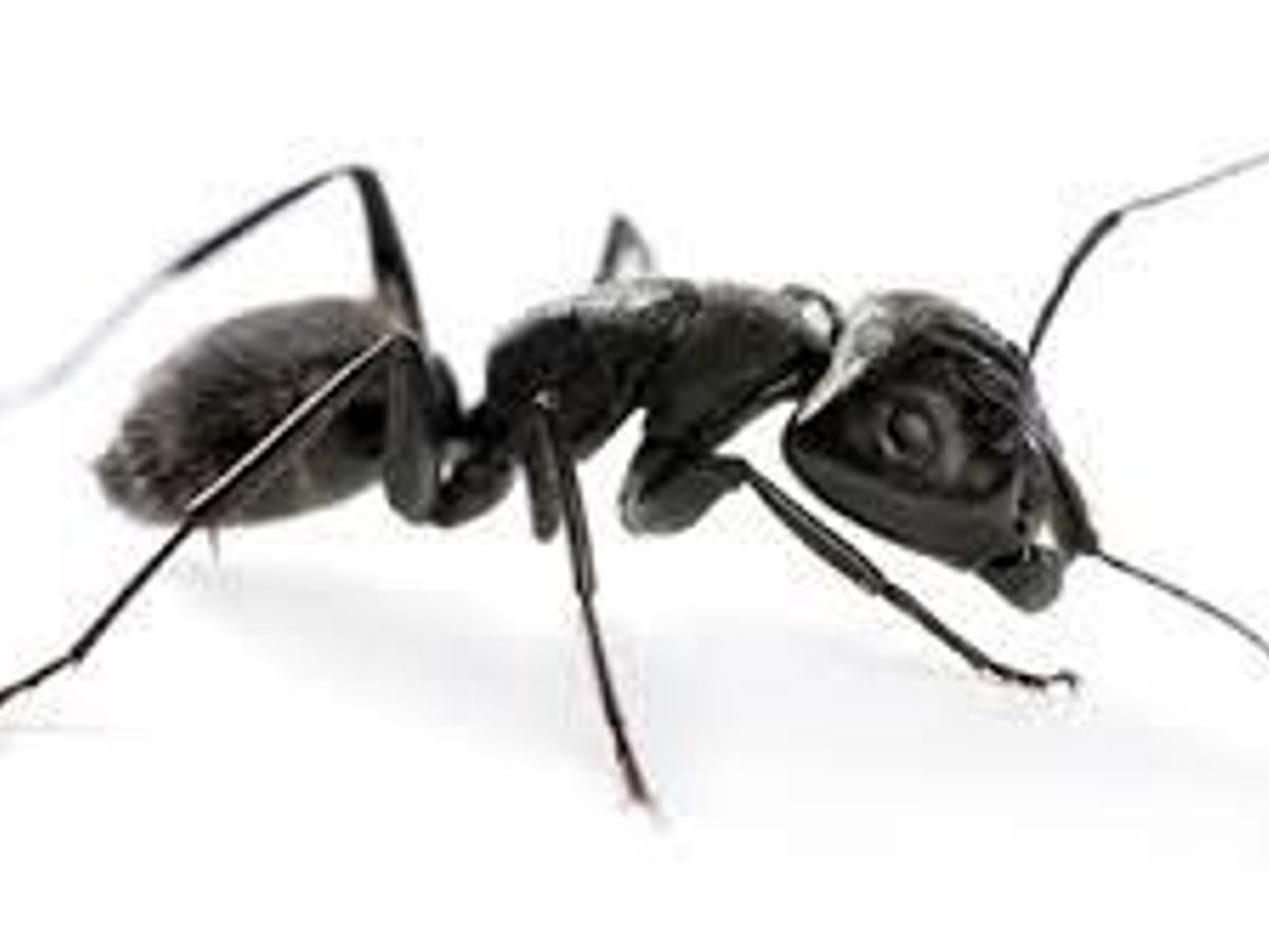 A close-up of an ant — target of dedicated ant treatment