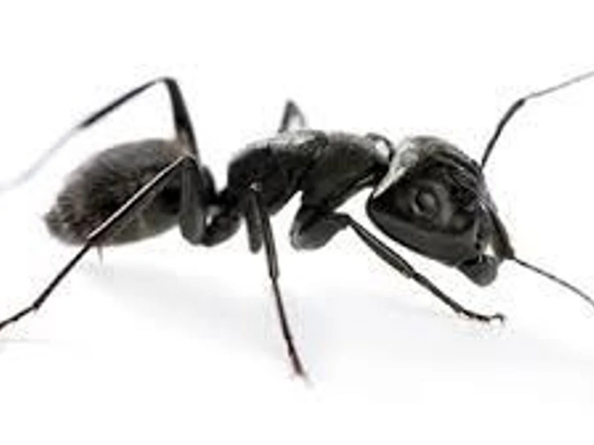 Ant Treatment