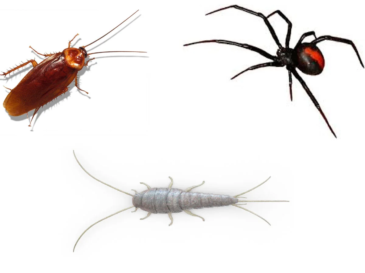 General Pest Treatment