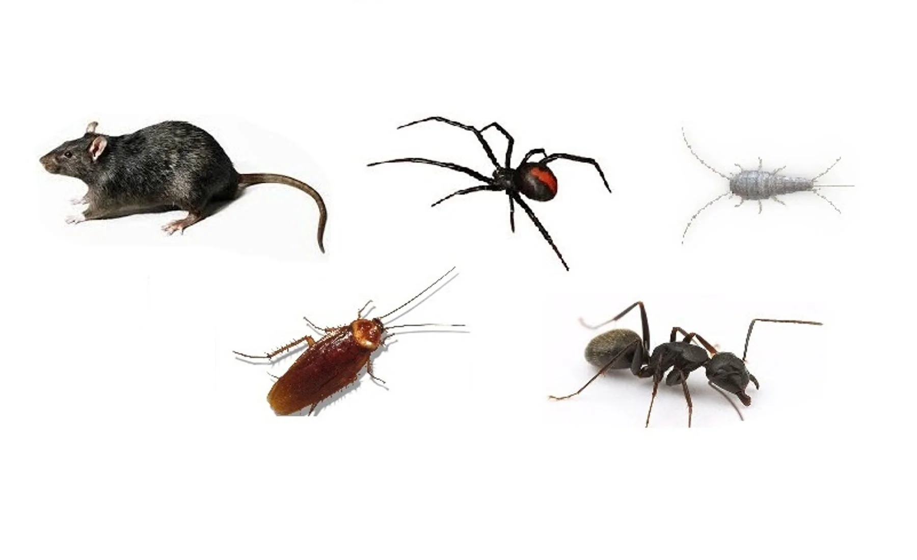 Pest control service by Hydro X