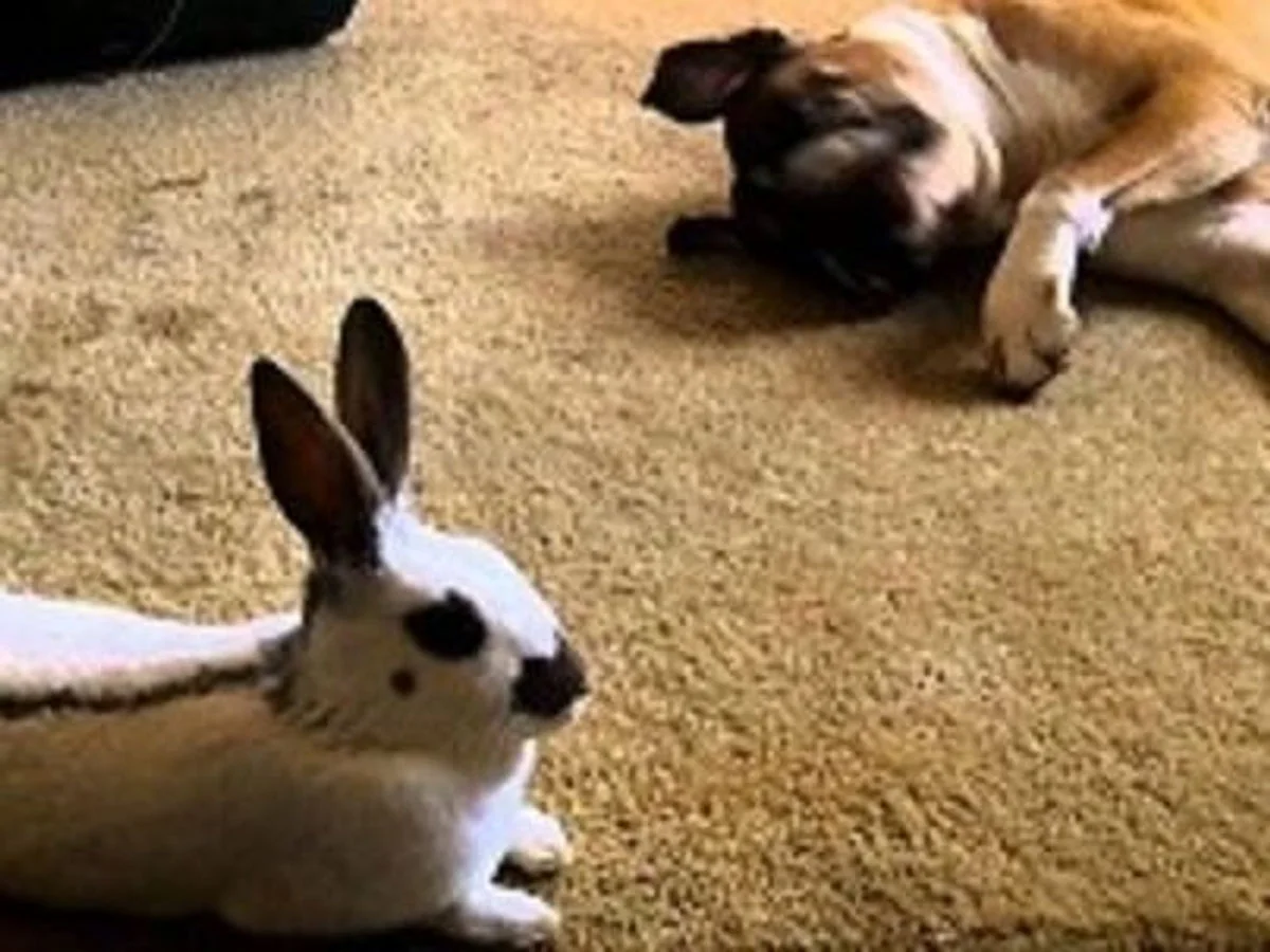 Pet Odour Removal
