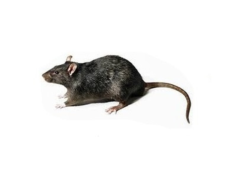 A rat — target of professional rodent treatment