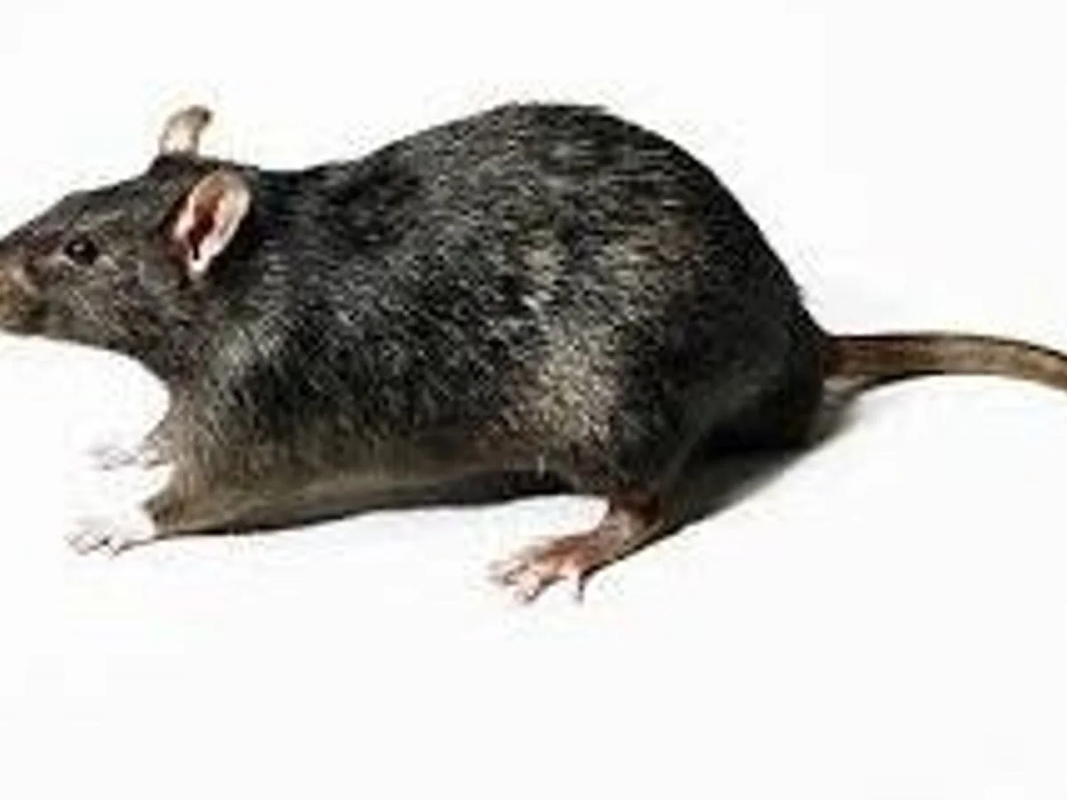 Rodent Treatment