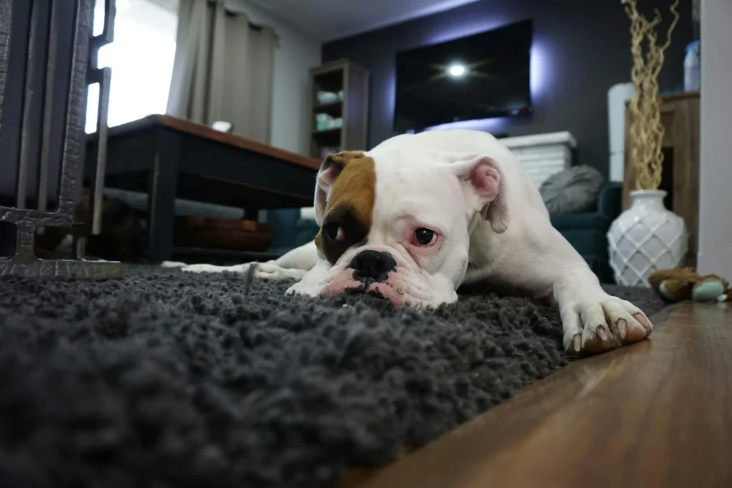 Eco friendly rug cleaning treatment