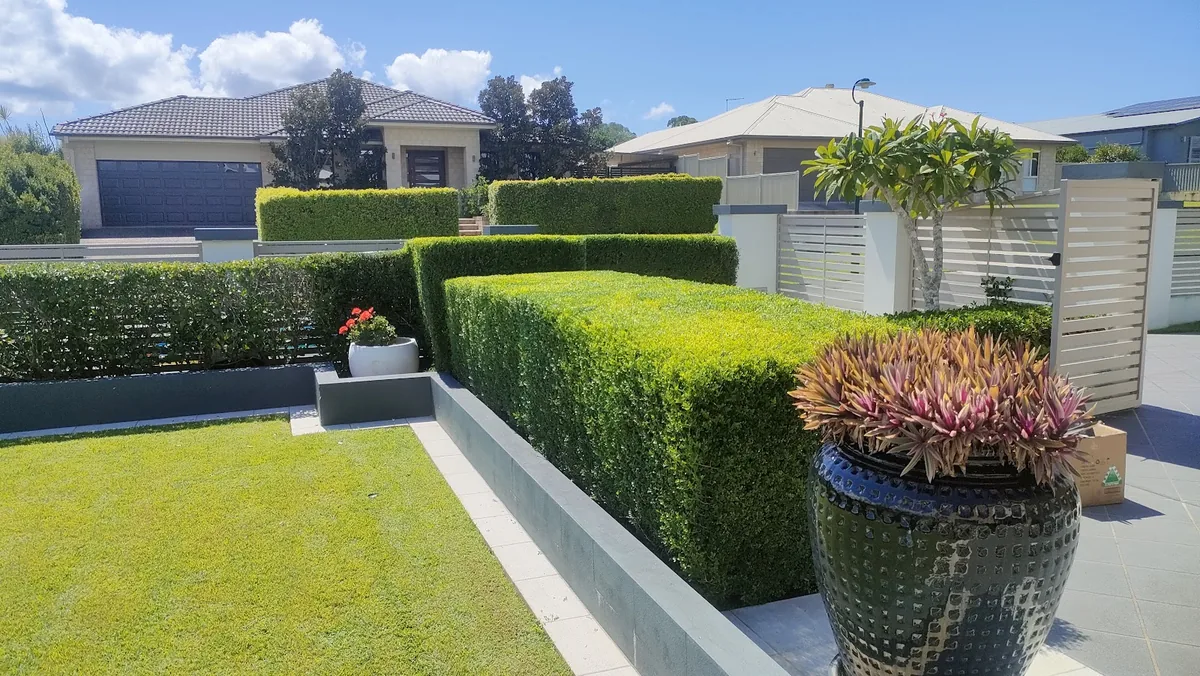 Neatly shaped hedges and a tidy lawn at a Carindale home