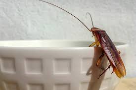 Common household pest treated by Lang's Continental