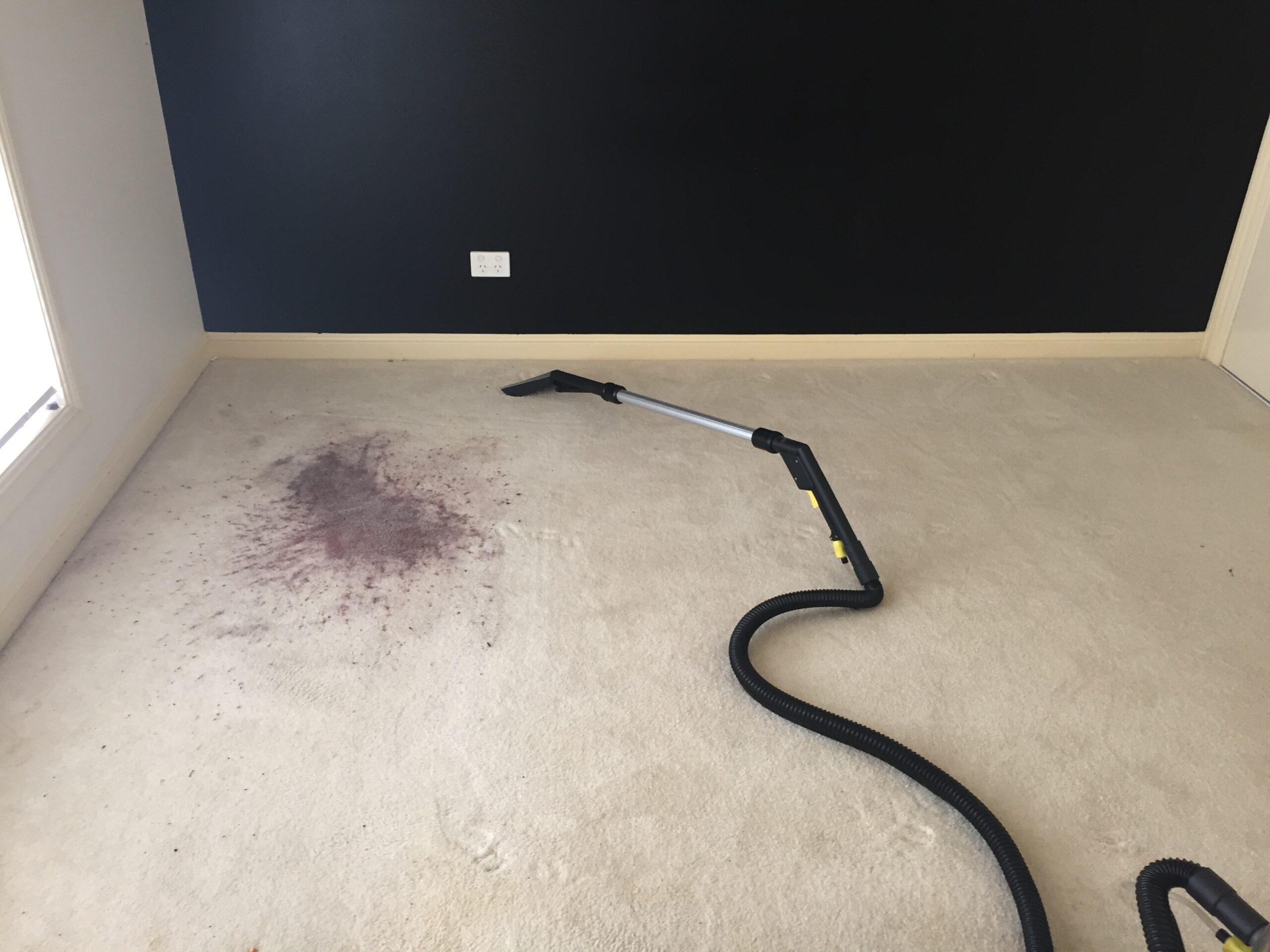 Freshly cleaned carpet