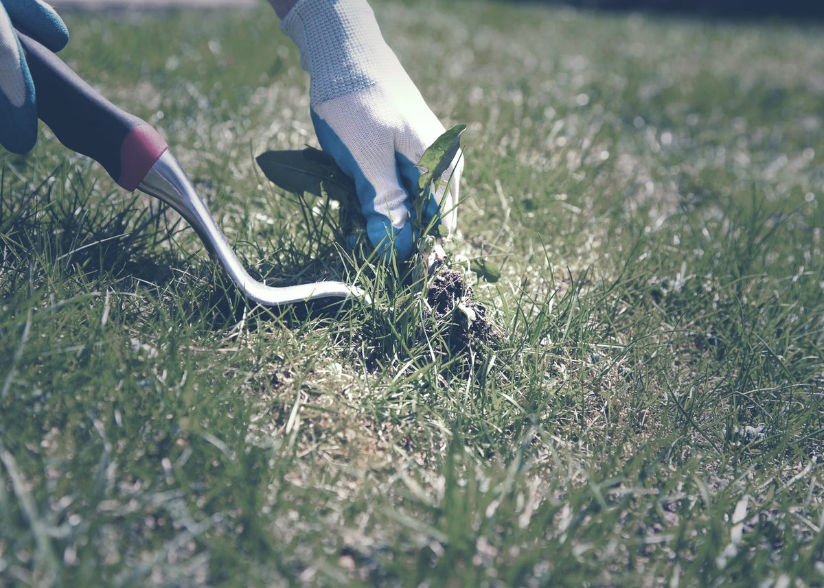 Hand weeding a Brisbane lawn with a garden tool