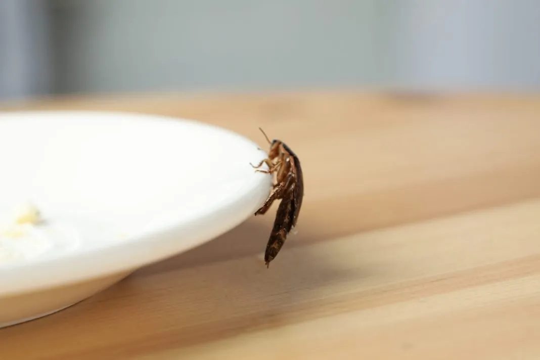 Pest Control service photo
