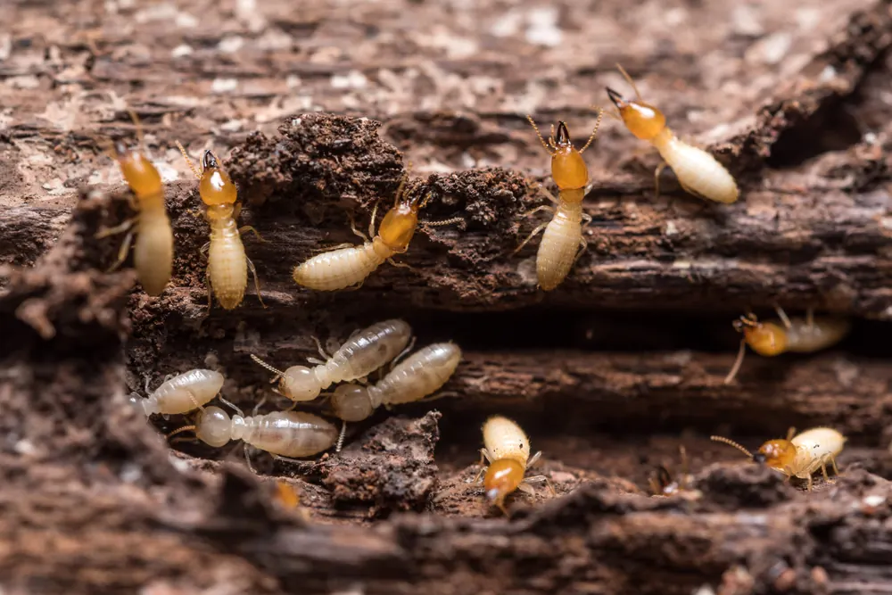 5 Silent Signs You Might Have Termites (And One You Can’t Miss)