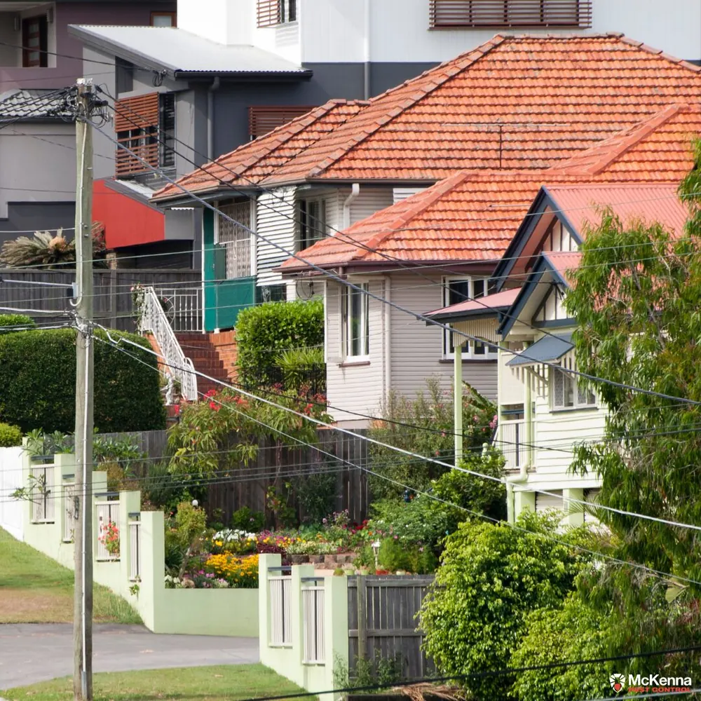 The Homeowner’s Guide to South East Queensland’s Peak Pest Season