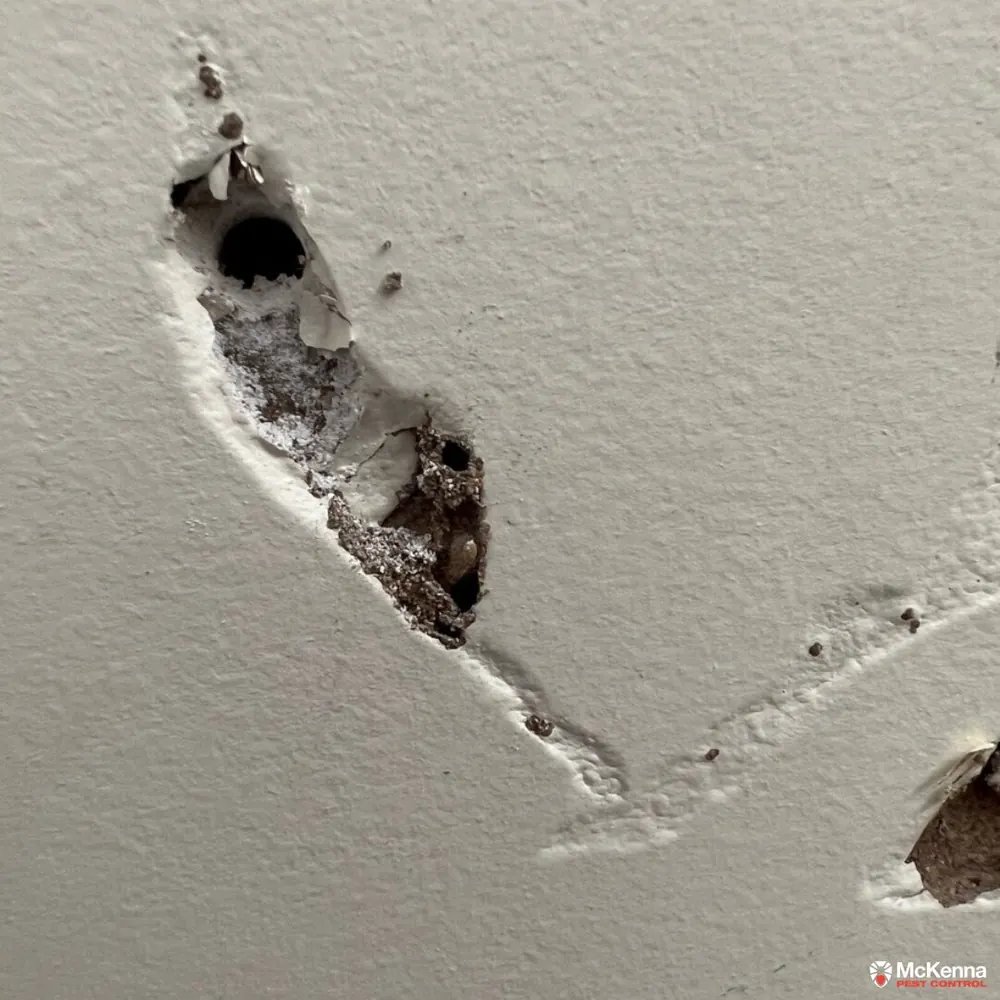 The Sinnamon Park Case Study: Why a “Soft Spot” in Your Wall is a Termite Red Flag