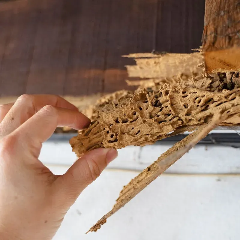 Termite Prevention