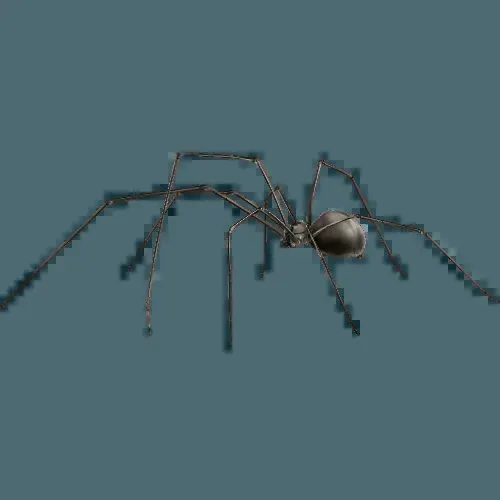 Spider pest control