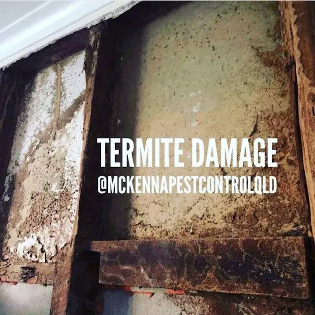 Termite Treatments