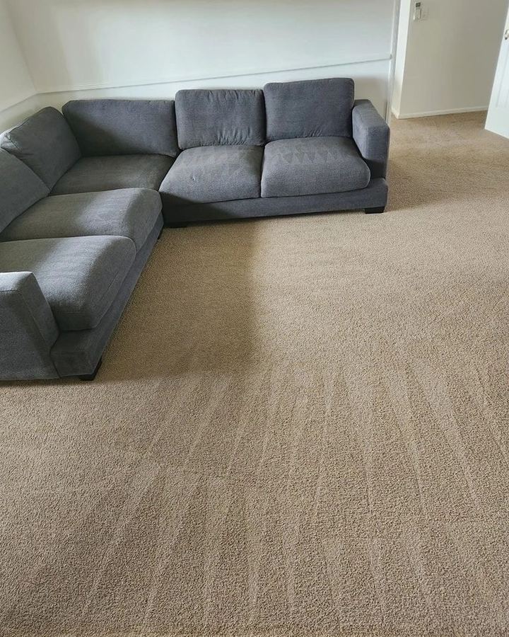 Freshly steam-cleaned carpet and lounge in a Sunshine Coast home