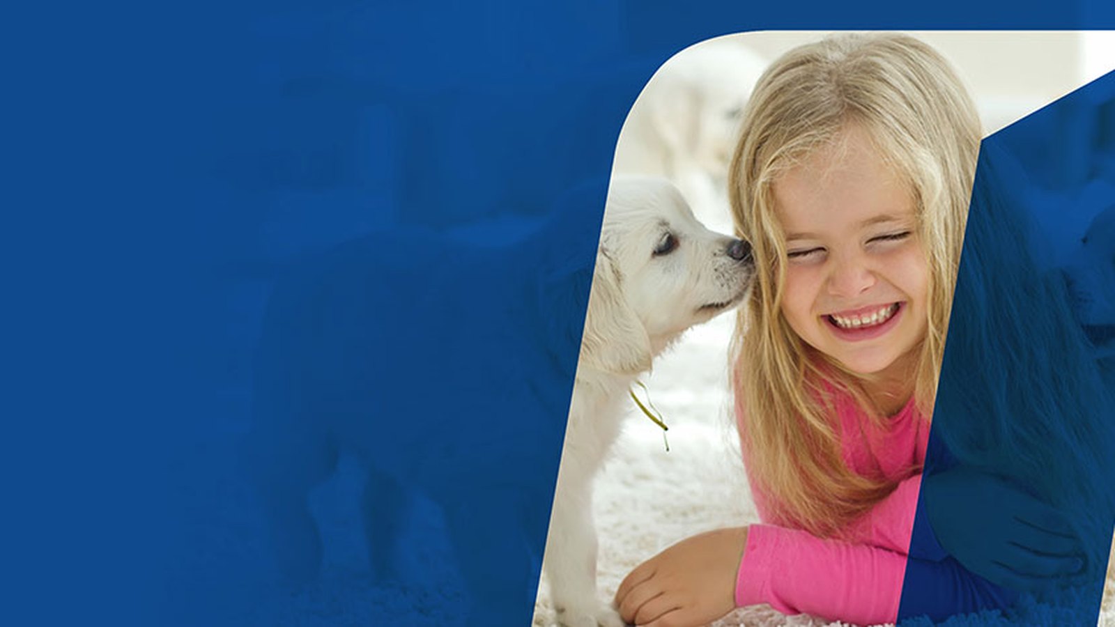 Residential carpet and pest control work from the North Lakes Carpet and Pest source site