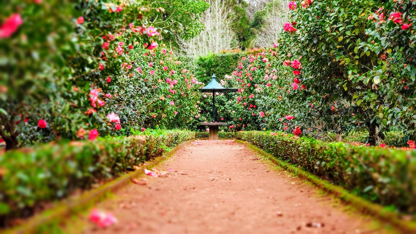 Garden clean-ups Brisbane