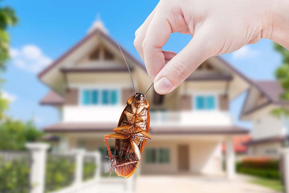 General Pest Control on the Gold Coast