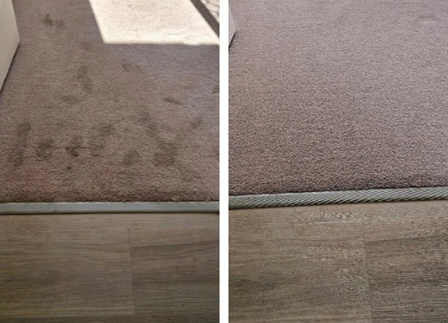 Freshly cleaned carpet