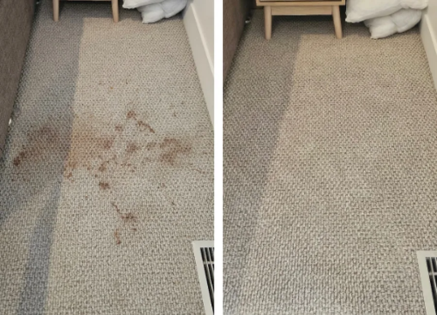 Freshly cleaned wool carpet