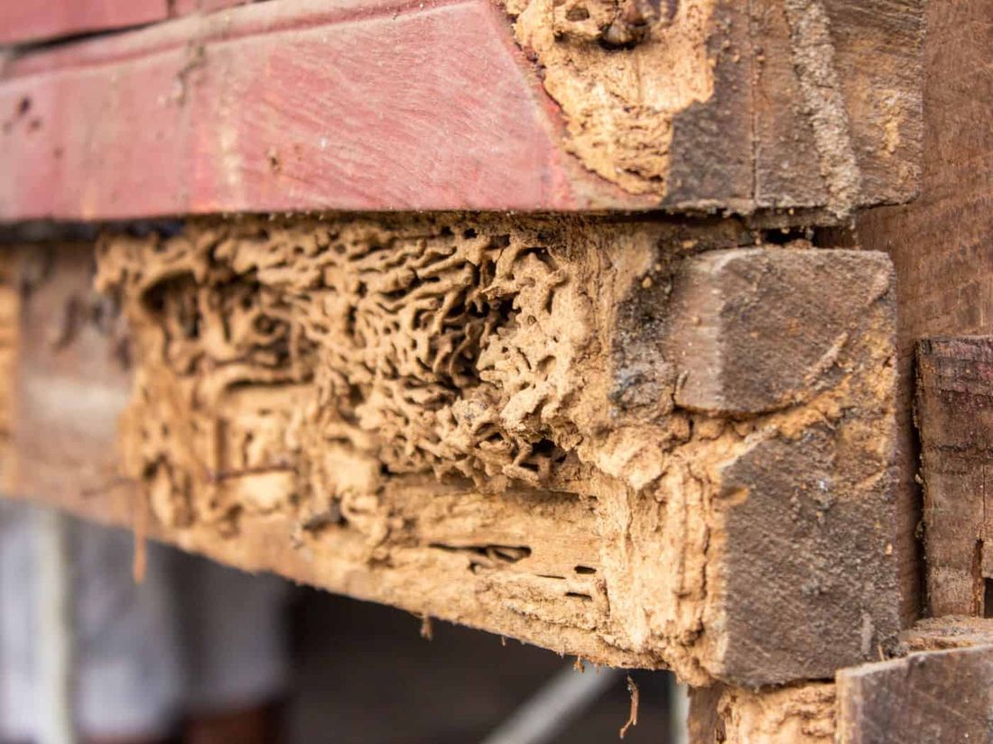 Termite Treatment