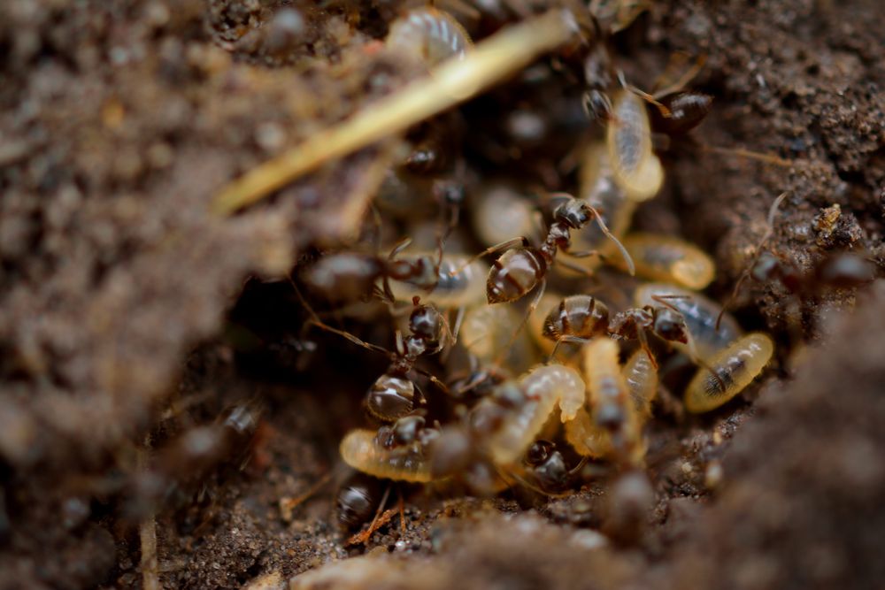 Termites in timber